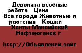 Девонята весёлые ребята › Цена ­ 25 000 - Все города Животные и растения » Кошки   . Ханты-Мансийский,Нефтеюганск г.